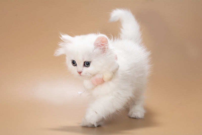 Daniella British Longhair female, black golden shaded