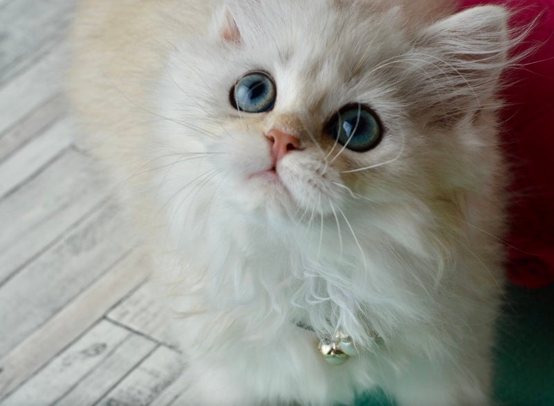 Rina Scottish Straight female black silver shaded - live animals