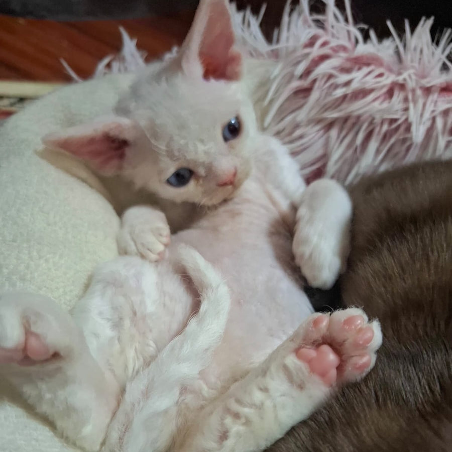 Genri Devon Rex male, white