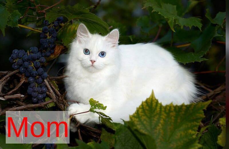 Galaxy Siberian female blue with white tabby pointed - live animals