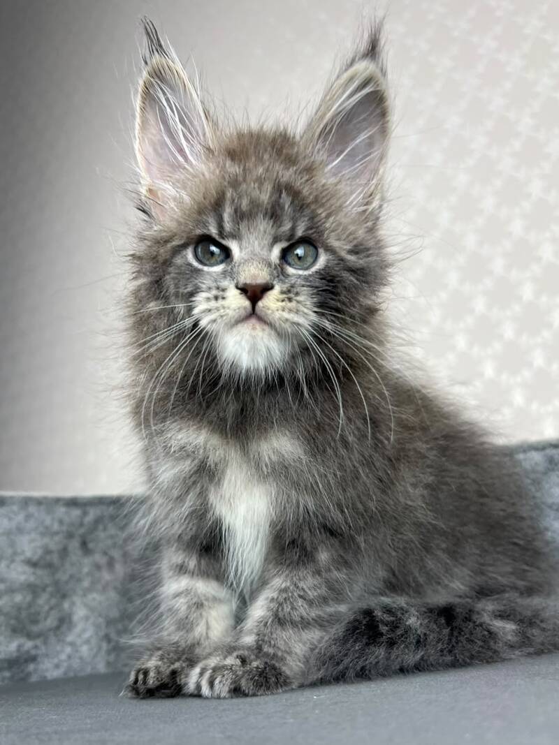Paradise Maine Coon male, blue tabby