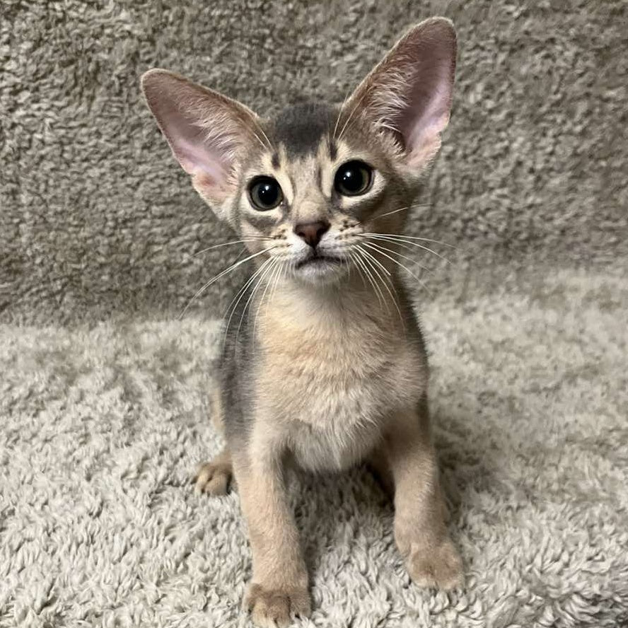 Henri Abyssinian male, blue