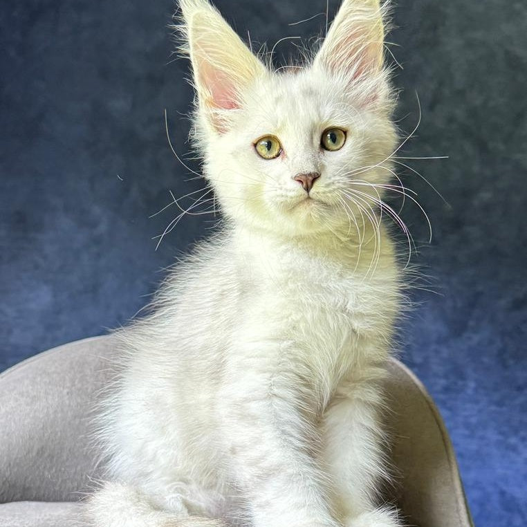 Valiant Maine Coon male, black silver shaded
