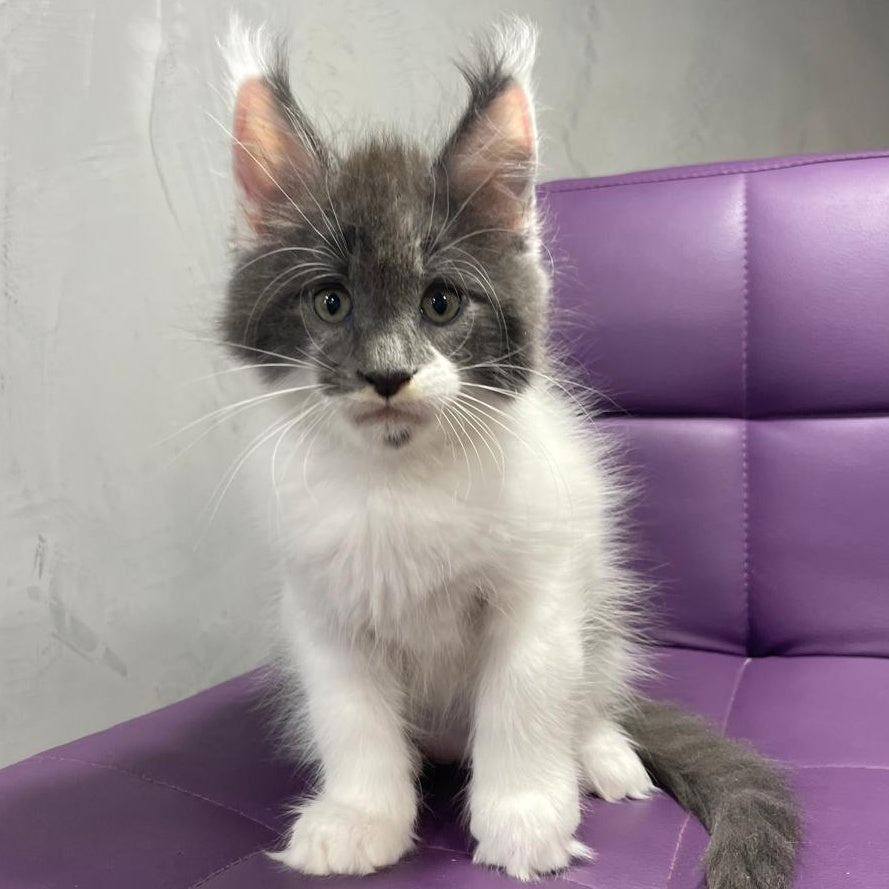 Semyon Maine Coon male, blue bicolour