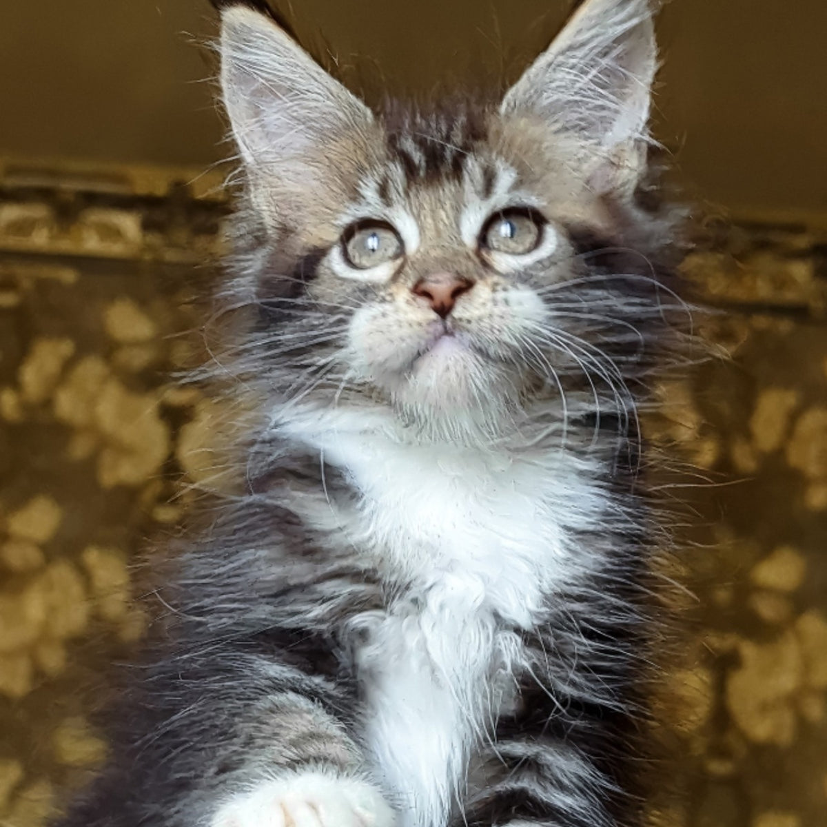 Inosh Maine Coon female, black tabby with white