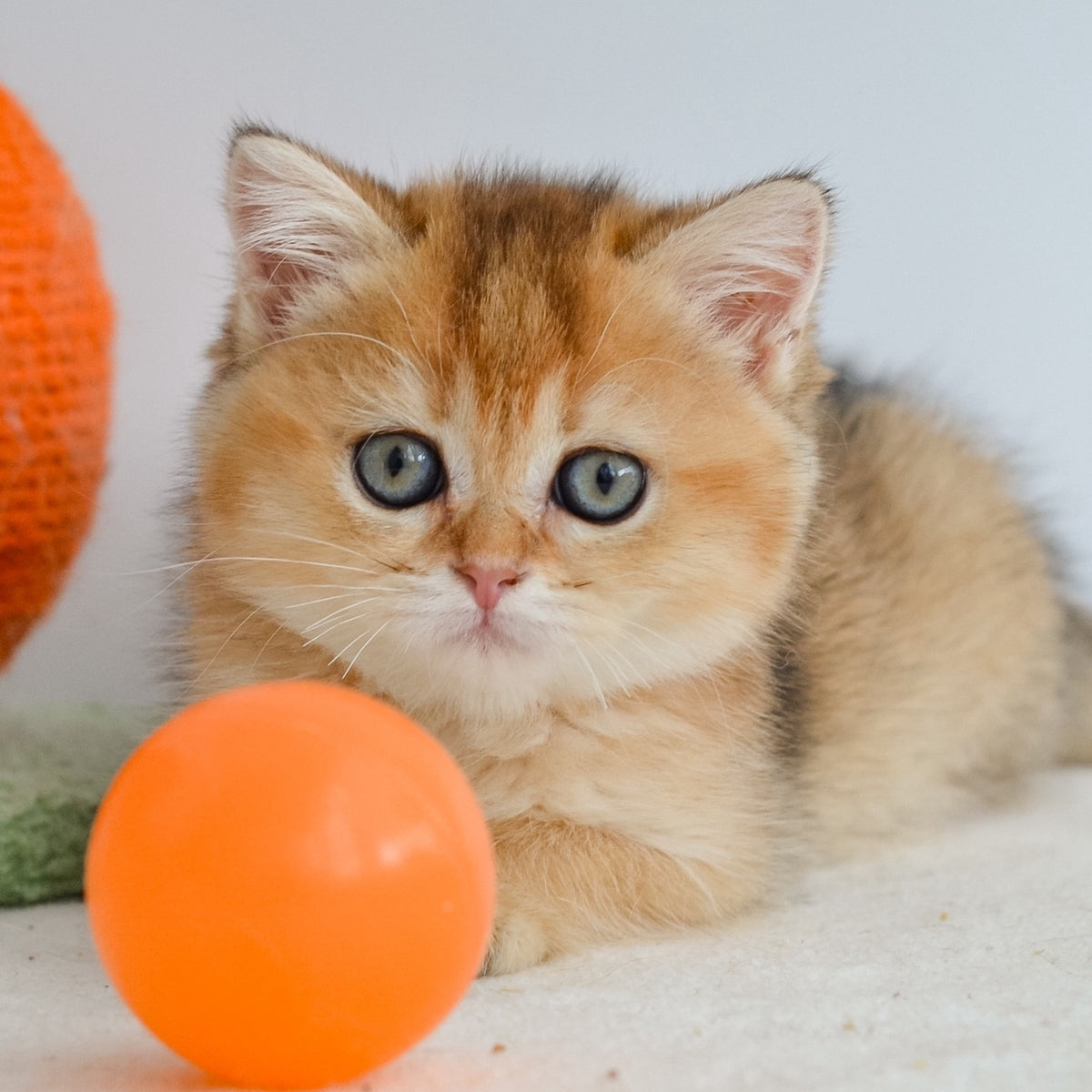Julie Scottish Straight female, black golden ticked tabby