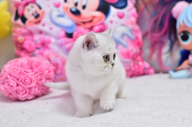 Annabelle British Shorthair female black silver shaded - live animals