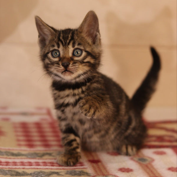 Yvonne Bengal female, black spotted tabby