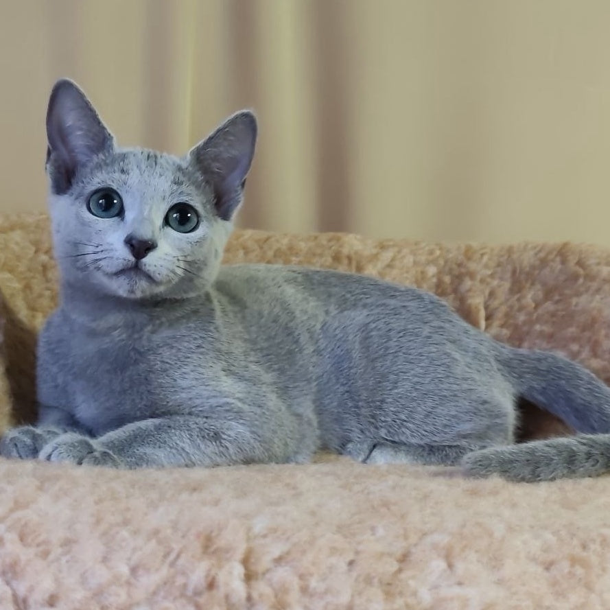 Leon Russian Blue male, blue