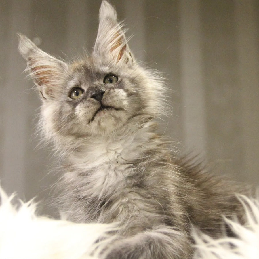 Quito Maine Coon male, black silver with white