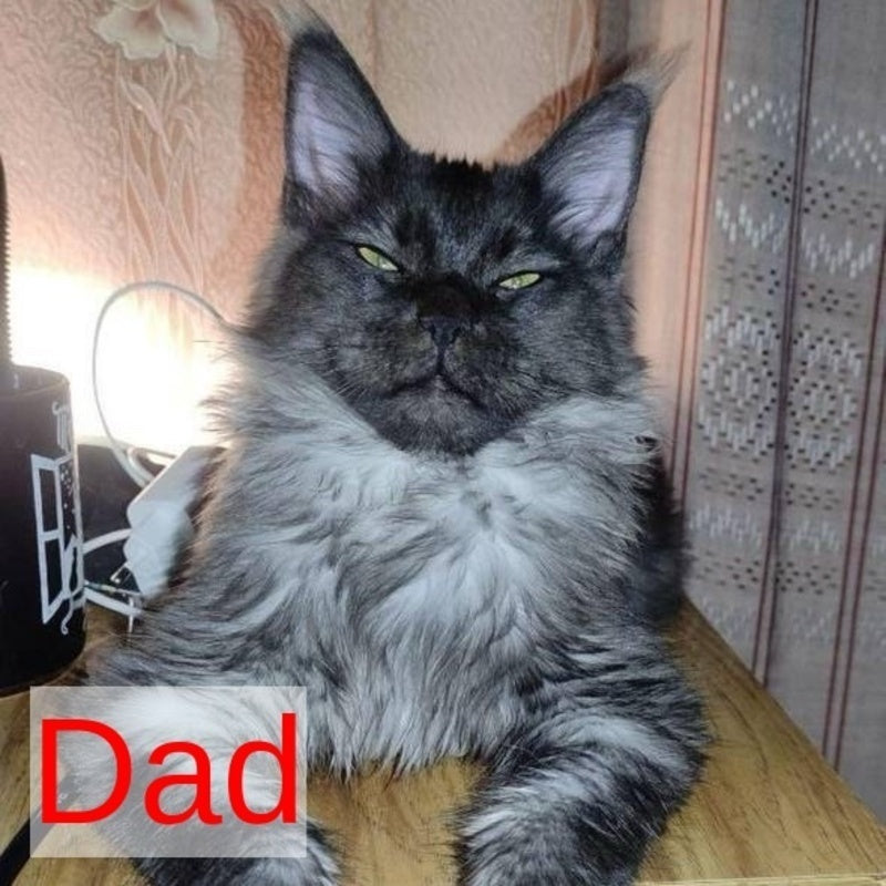 Brandon Maine Coon male, red tabby