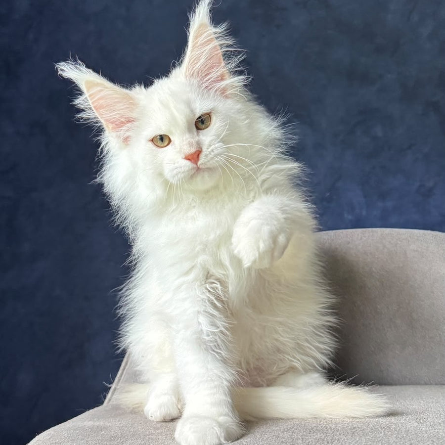 Juror Maine Coon male, red silver chinchilla