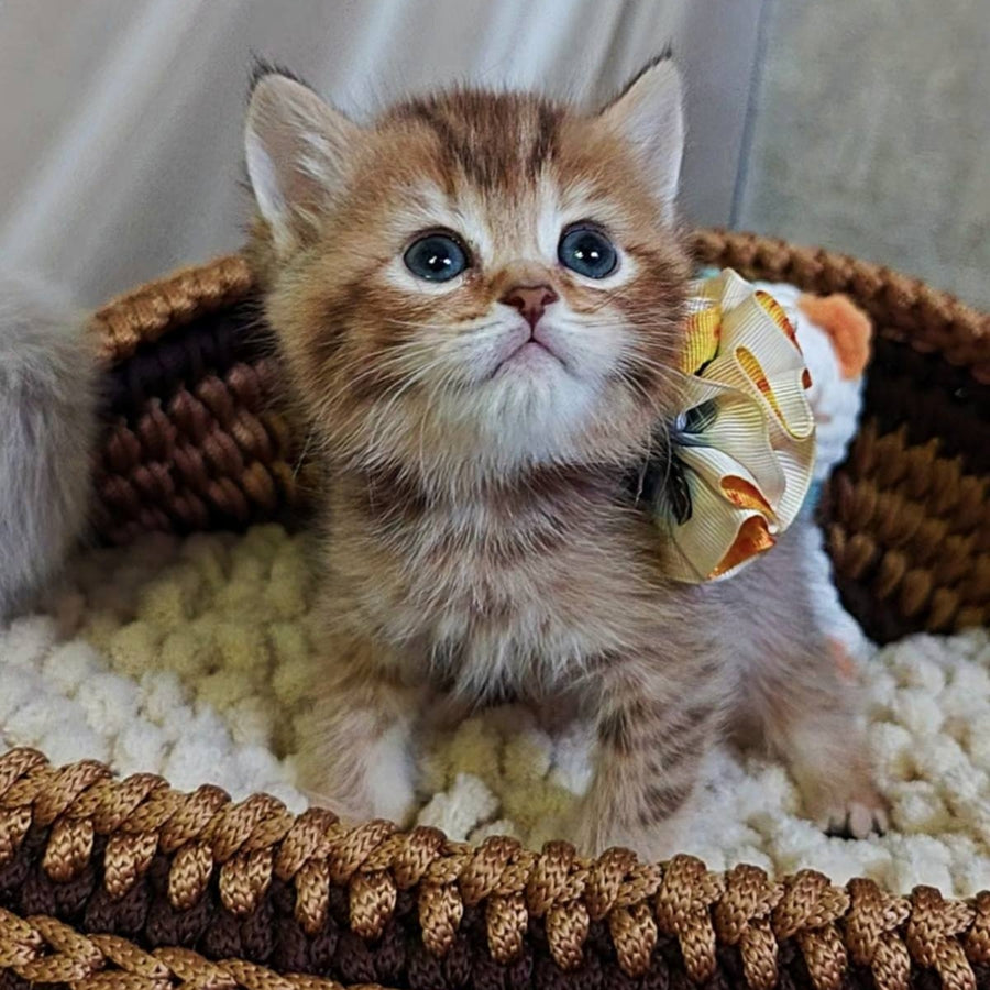Thais British Shorthair male, chocolate tortie ticked tabby