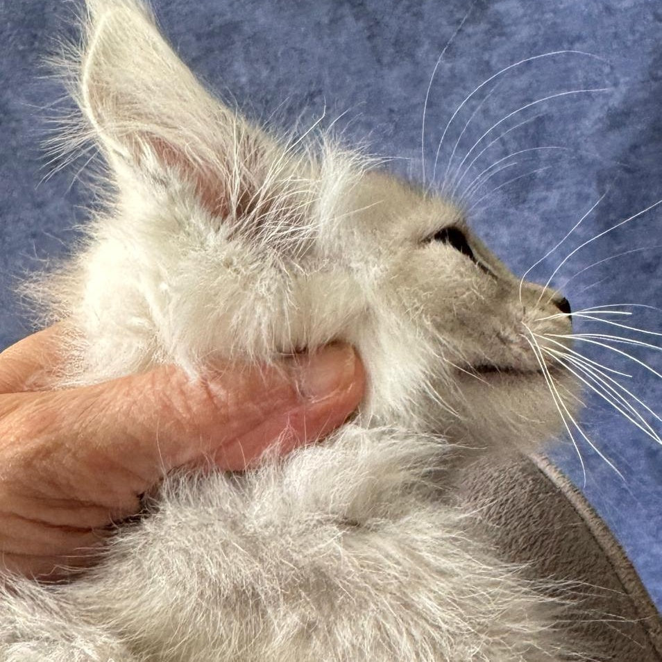 Wafan Maine Coon male, black silver ticked tabby
