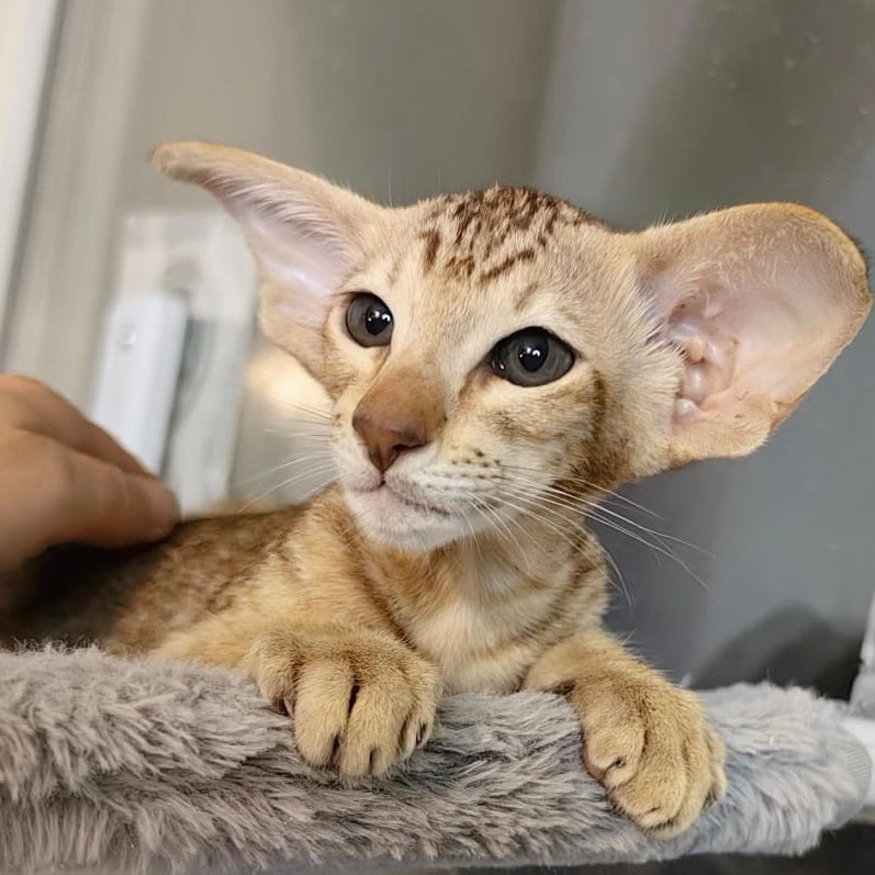 Plamya Oriental Shorthair female, chocolate tortie spotted tabby