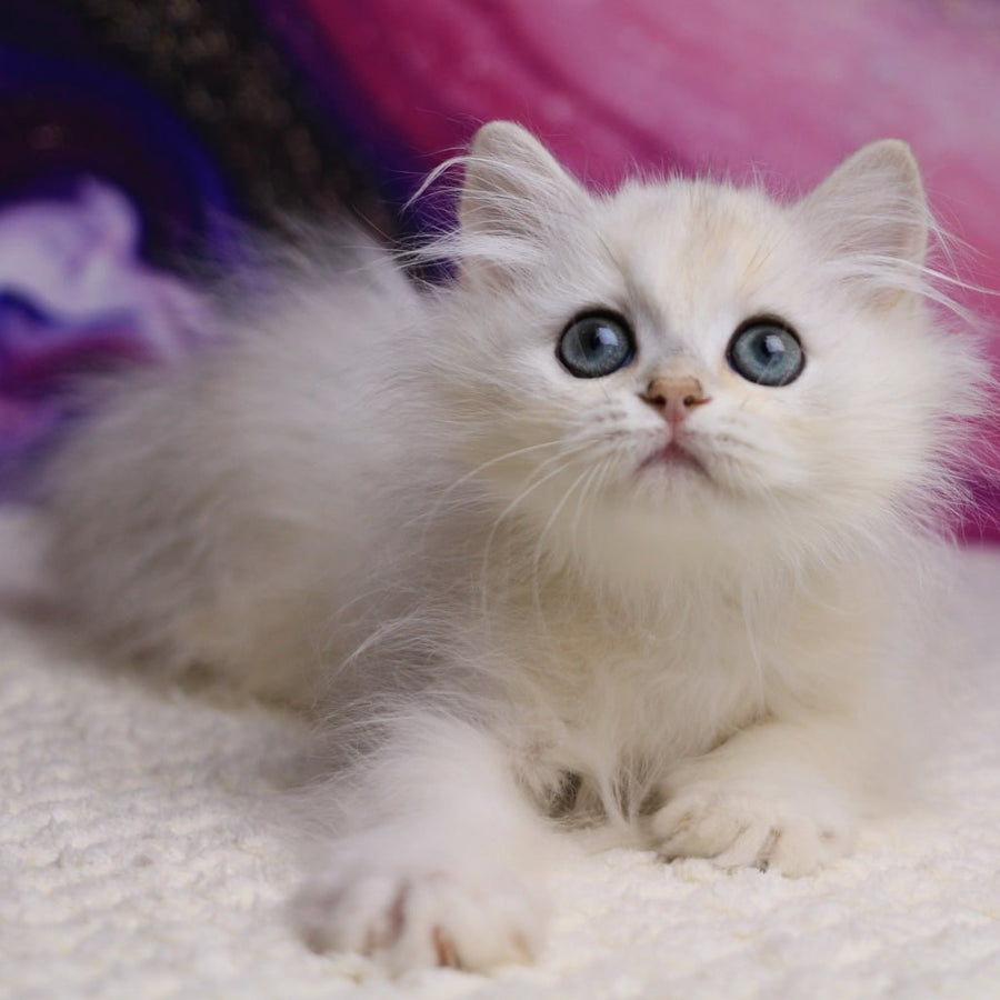 Yves British Longhair male, black silver chinchilla
