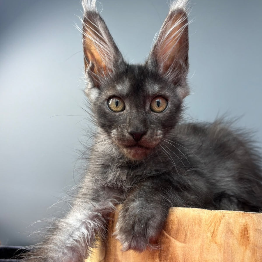 Adam Maine Coon male, black silver