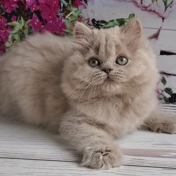 Wilda British Longhair female, lilac golden ticked tabby