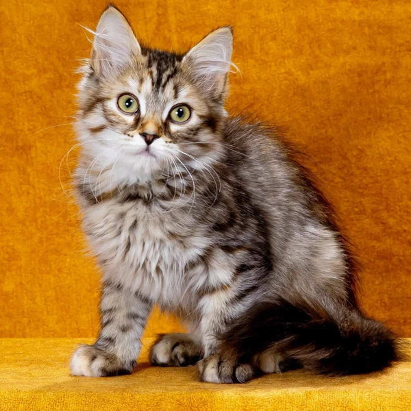 Evika Siberian female, black tortie spotted tabby
