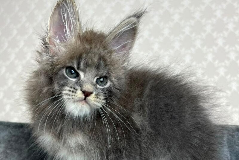 Paradise Maine Coon male, blue tabby