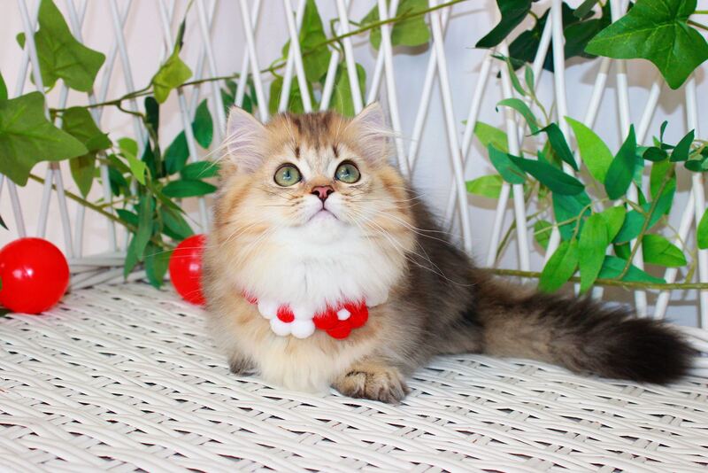 Carmen Munchkin female, chocolate golden ticked tabby