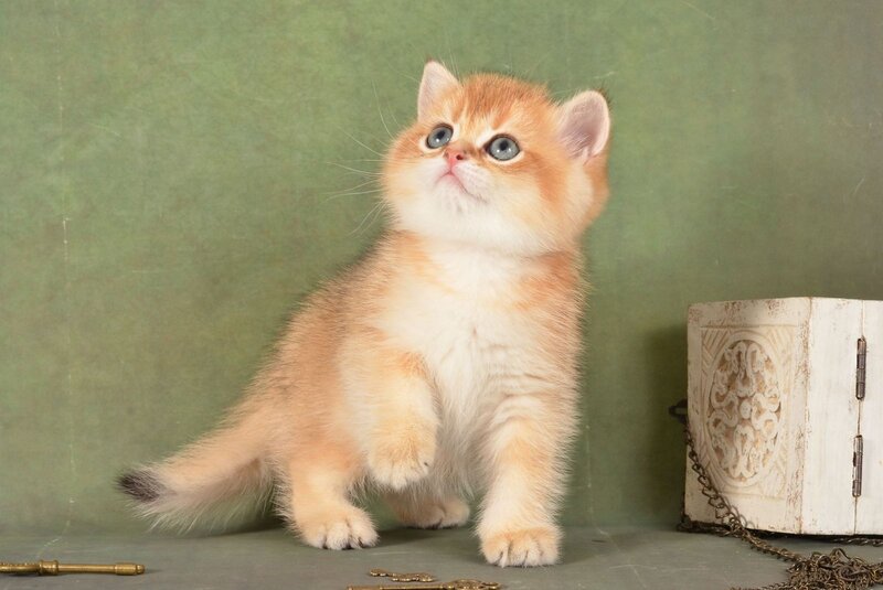 Quentin British Shorthair male, black golden shaded