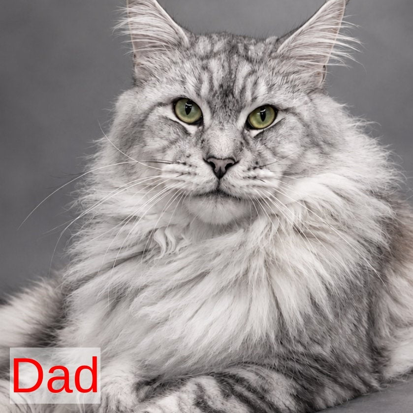 Lux Ashton Maine Coon male, blue silver tabby