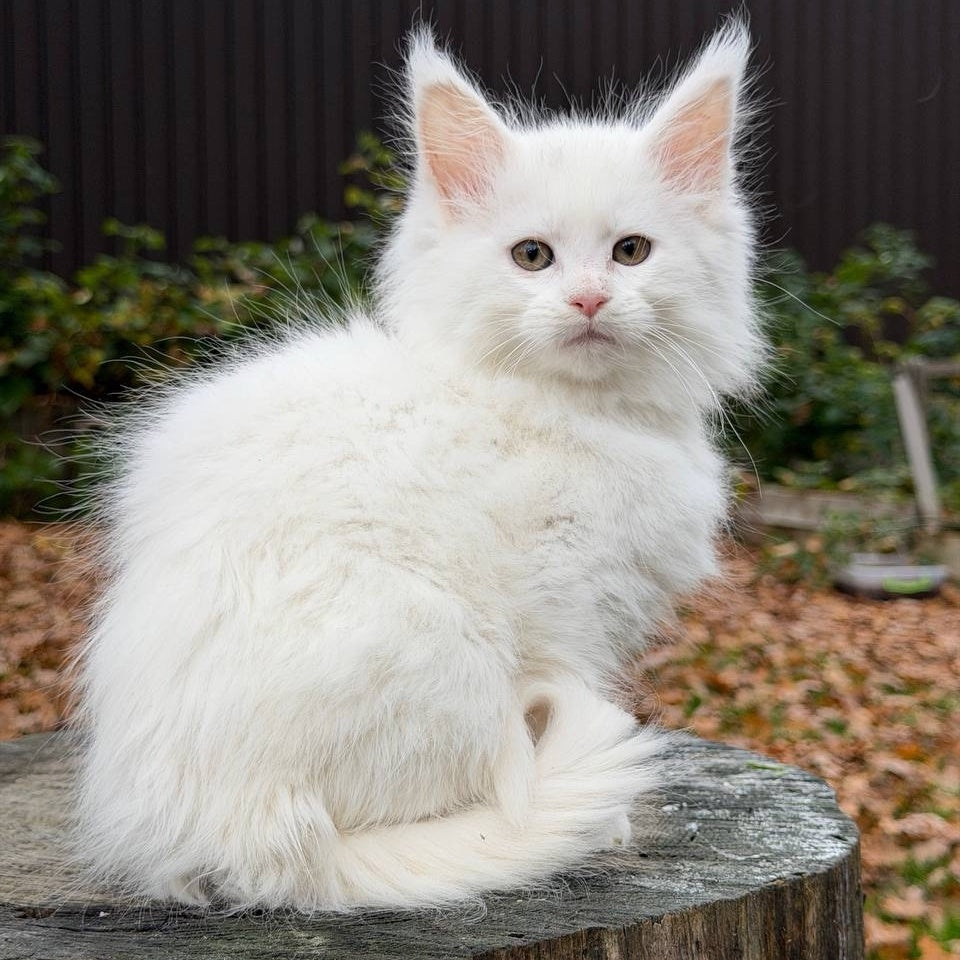 Marishka Maine Coon female, white