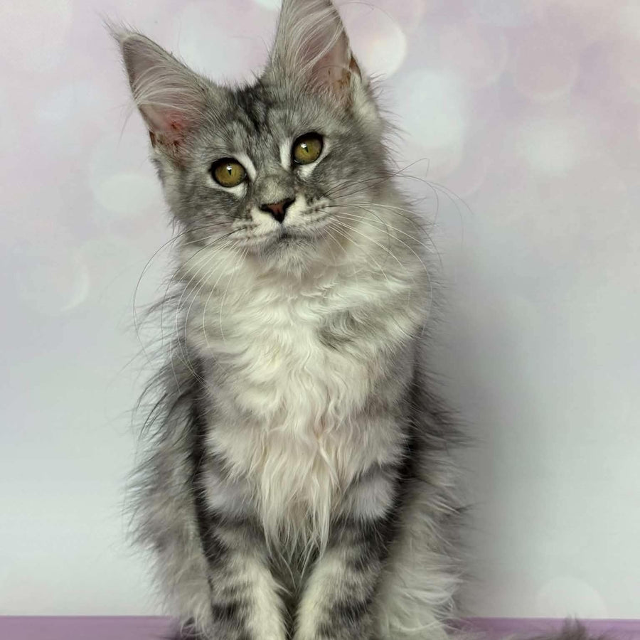 Clover Maine Coon female, black silver tabby