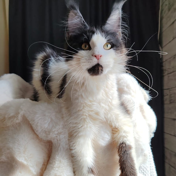Boss Maine Coon male, black bicolour