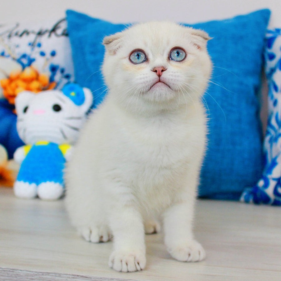Paris Scottish Fold male, blue golden shaded pointed