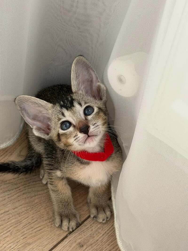 Aveline Oriental Shorthair female black ticked tabby - live animals