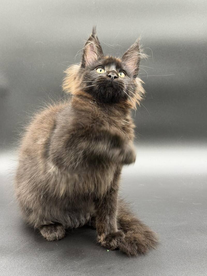 Frank Maine Coon male black - live animals