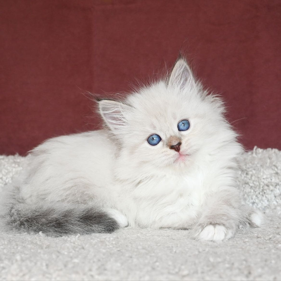 Lion Siberian male, black tabby pointed with white