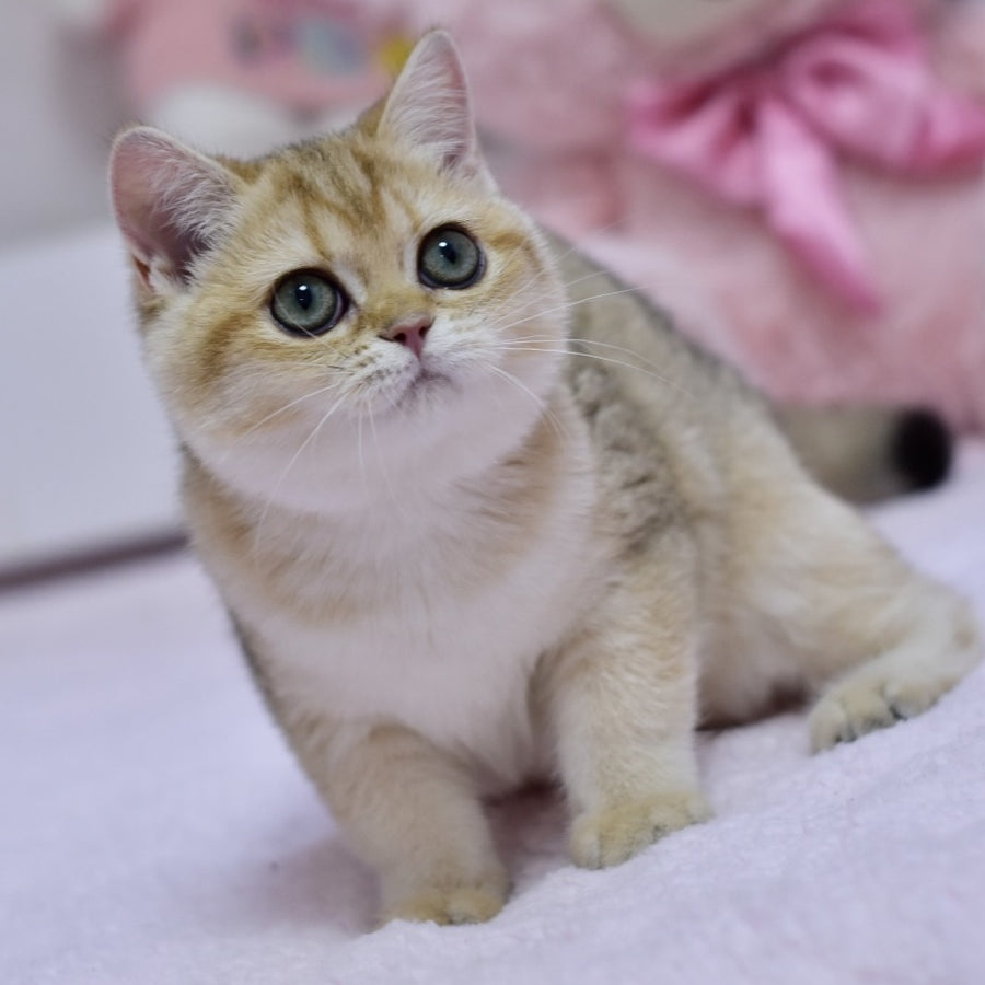 Holly British Shorthair female, black golden shaded