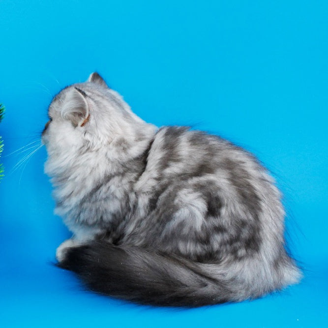Yana British Longhair female, black silver tabby
