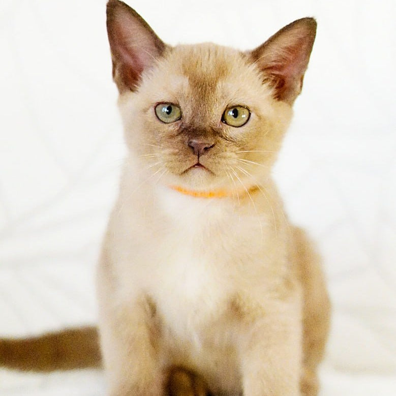 Vanessa Burmese female, chocolate