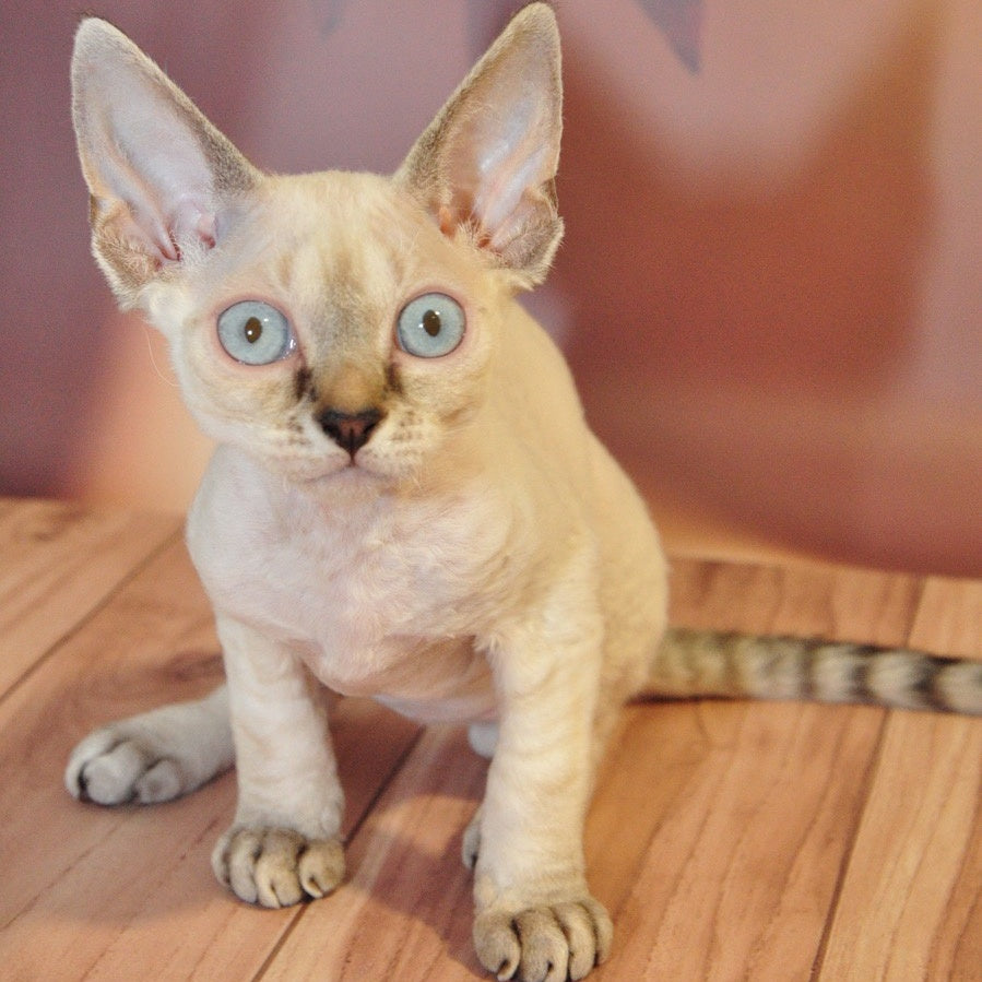 Alex Devon Rex male, black tabby pointed