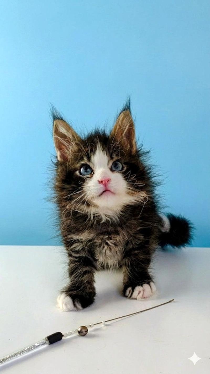 Lamborghini Maine Coon female, black spotted tabby with white