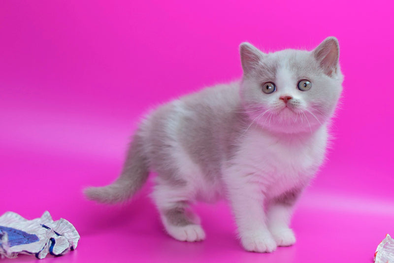 Quper British Shorthair male, lilac bicolour
