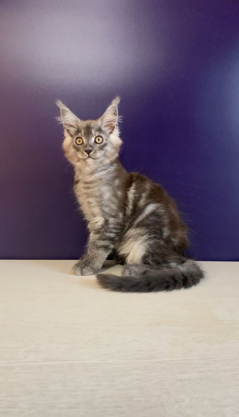 Nigel Maine Coon male, black silver