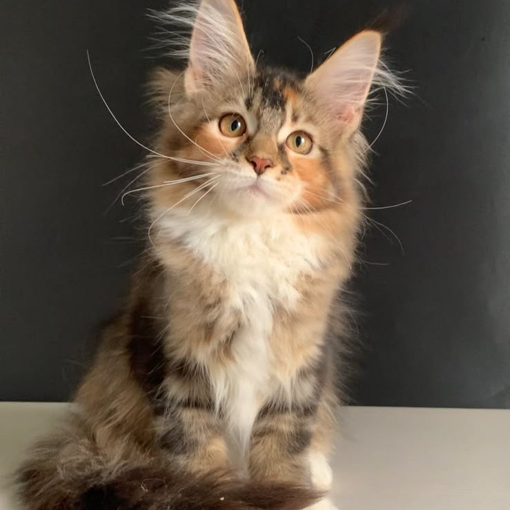 Olivia Maine Coon polydactyl 7x7x6x6 female, black tortie ticked tabby bicolour
