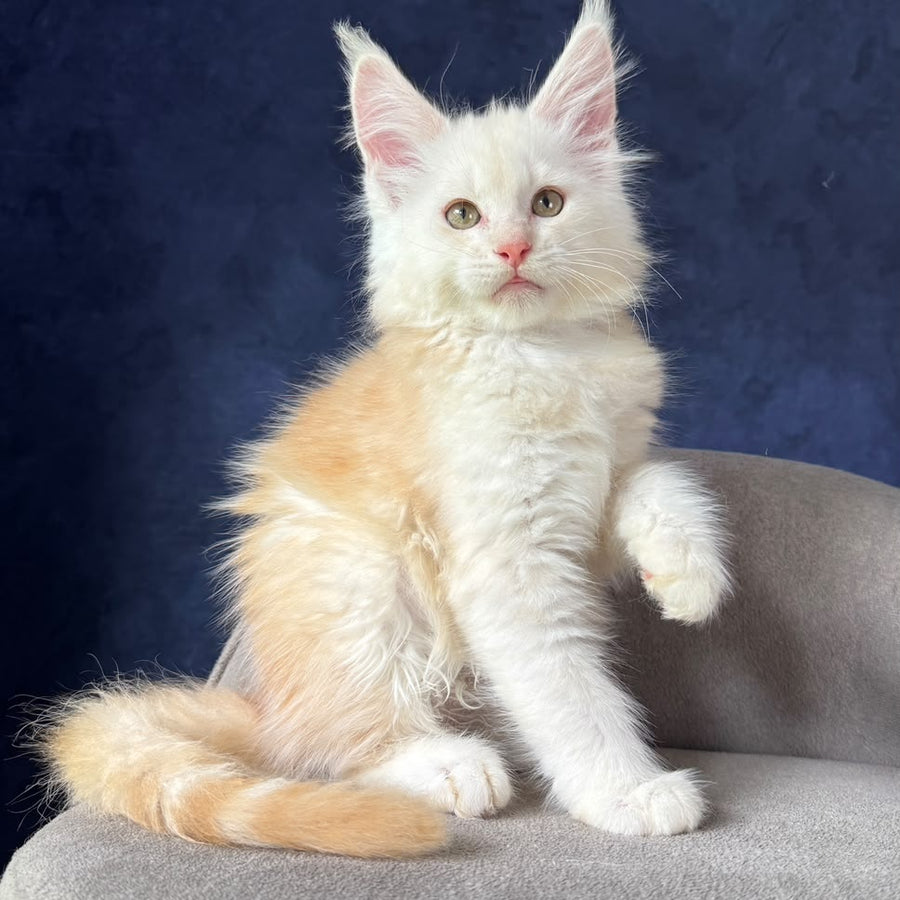Sakson Maine Coon male, red silver ticked tabby