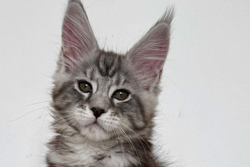 Jack Maine Coon male black silver tabby live animals