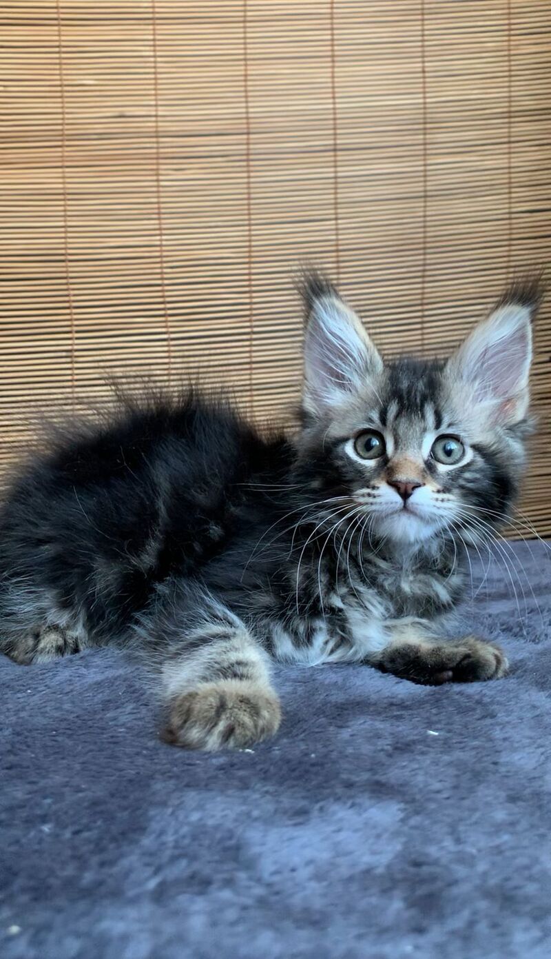 Itaka Maine Coon female black tabby live animals