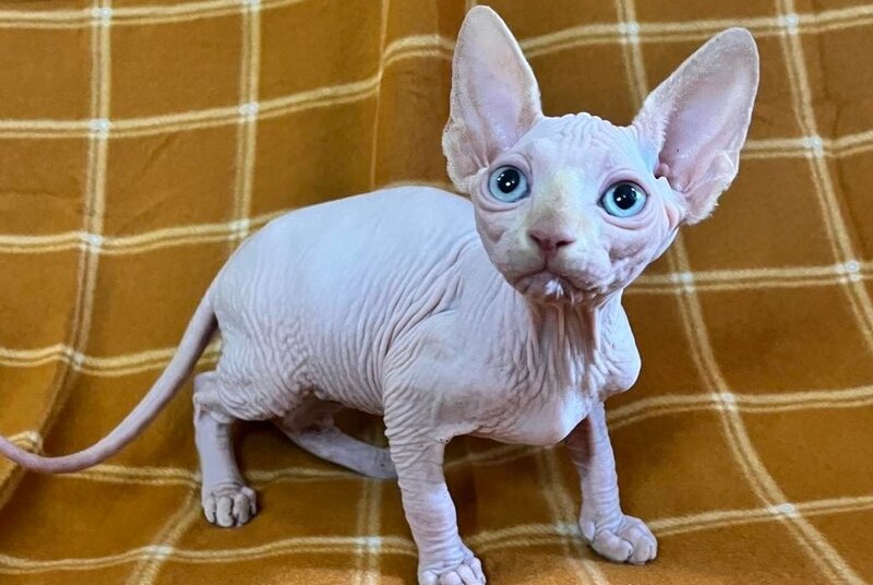 Dekster Canadian Sphynx male, red pointed