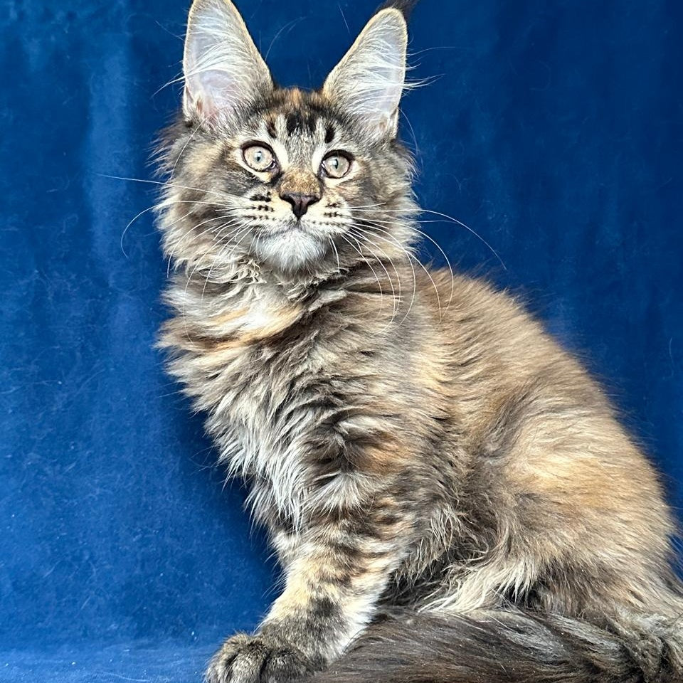 Lapushka Maine Coon ffemale, black tortie ticked tabby