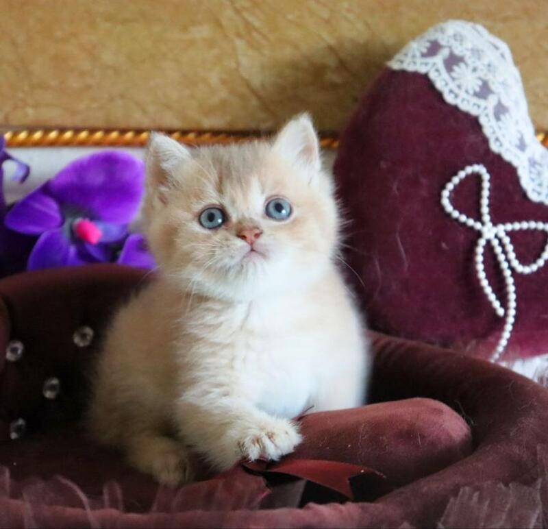 Richie British Shorthair female, lilac golden shaded