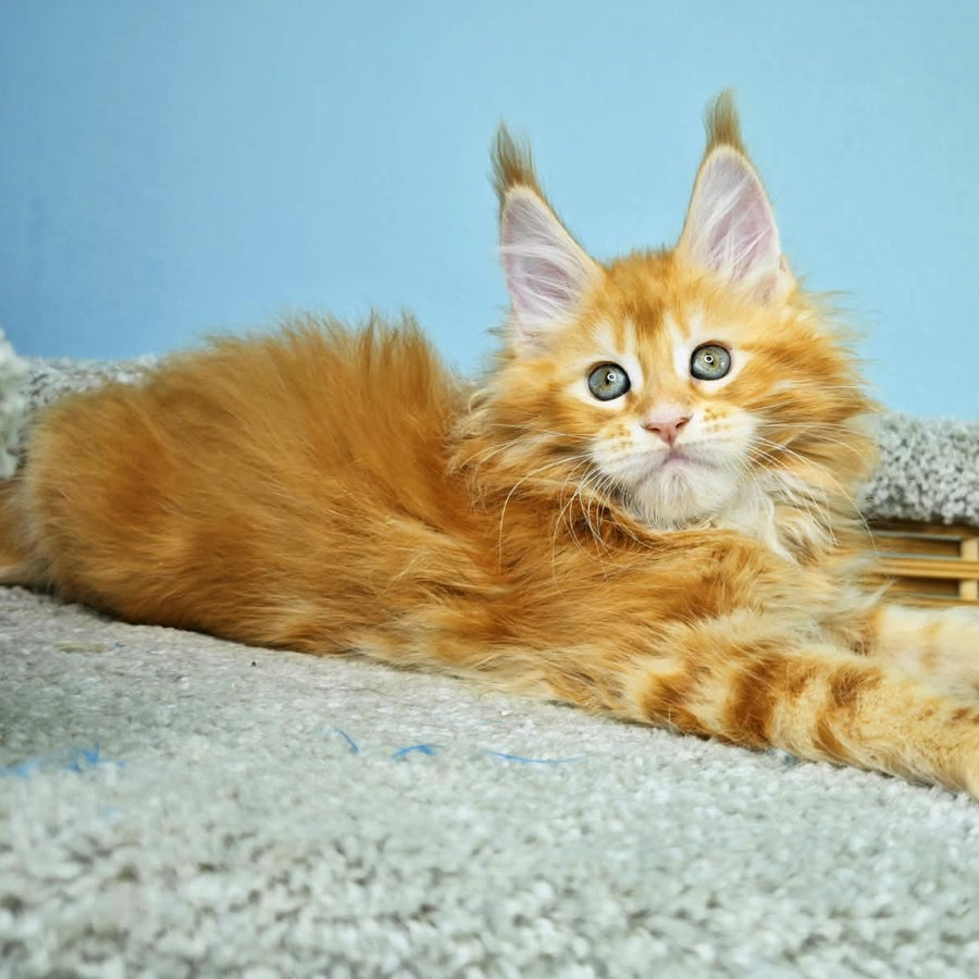 Hurrem Maine Coon female, red tabby