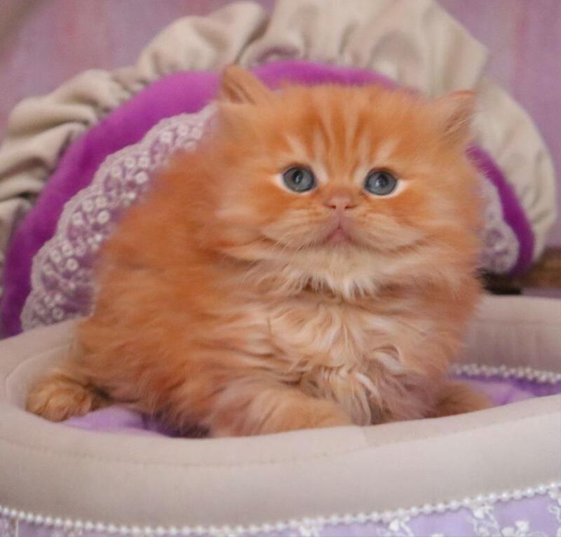 Bow British Longhair male red live animals